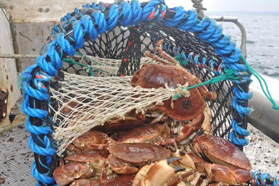 Shellfish boost plans