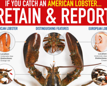 Retain and report American lobsters