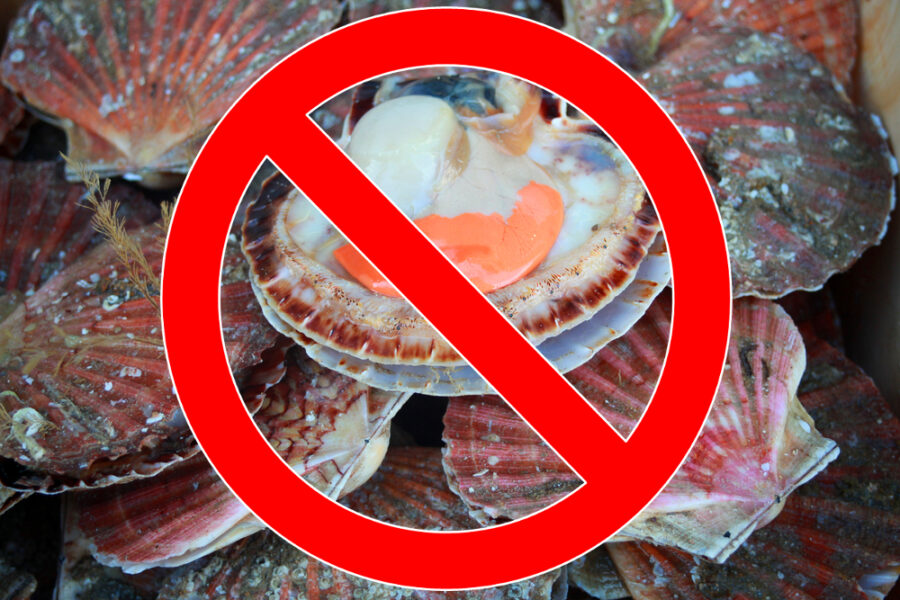 No 2018 scallop deal