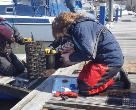 Welsh oyster restoration ‘risking mussel recovery’