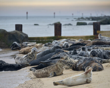 MPs call for more protection for seals