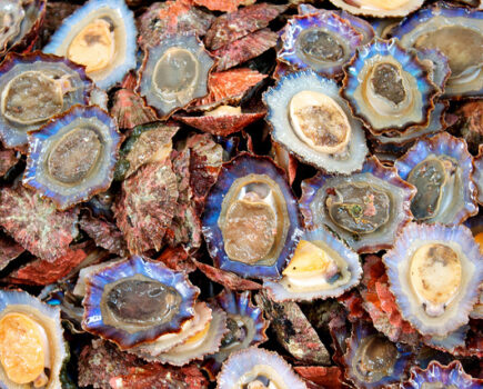 Macduff Shellfish expands scallop fishing fleet