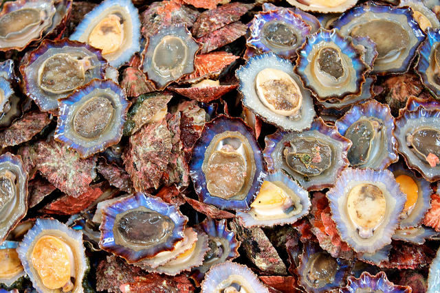 Macduff Shellfish expands scallop fishing fleet